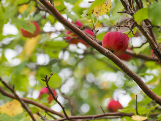 Red Apples Hanging from Tree Branch in Autumn Orchard