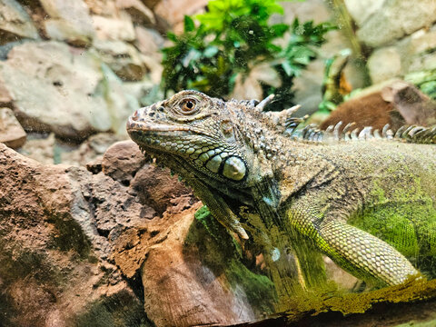 Iguana iguana. Primer plano de iguana rayada. Amboina sailfin lizard on tree branch at herpetarium, closeup. Image of iguana in its natural habitat. Portrait diguane. Bearded dragon closeup.