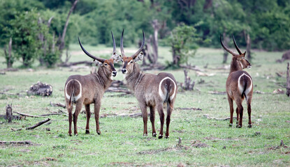 Waterbuck in the Okavango delta