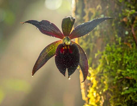 Exotic Black Ochid in Morning Dew