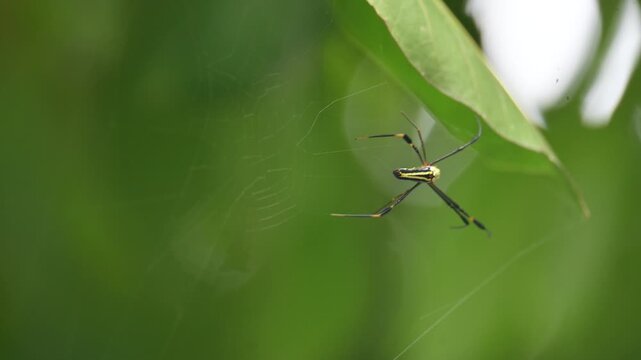 Nephila pilipes spider. Its other names golden orb weaver and giant golden orb weaver. This is a species of&nbsp;golden orb web spider. A big spider on its web in the forest.
