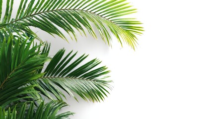 Close-up of vibrant palm fronds against a bright white background. Lush green fronds with intricate vein patterns form a border, creating a tropical aesthetic
