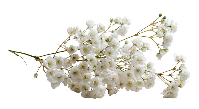 Cluster of delicate white flowers on stems