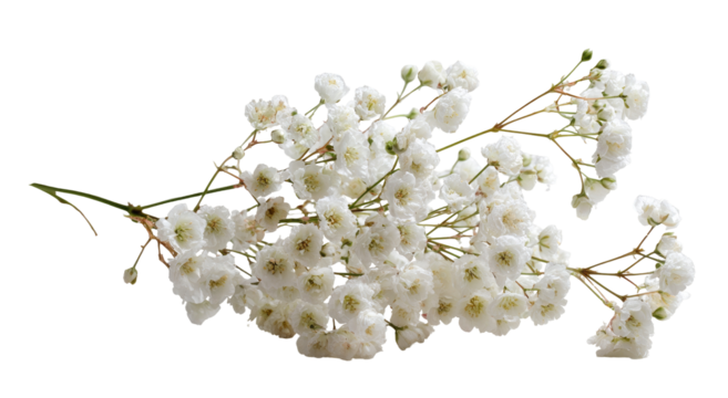 Cluster of delicate white flowers on stems