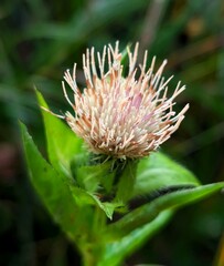 Thistle flower close up