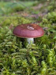 Mushroom in green moss in the forest