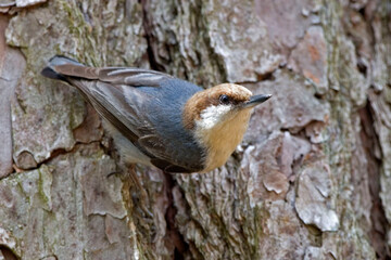 Brown-headed Nuthatch, Sitta pusilla, on a tree