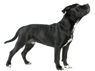 Obraz premium Elegant black dog standing attentively isolated white background, isolated on transparent background