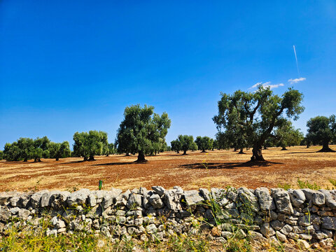Land degradation concept. Burza naf morzem. Tractor with a trailer on the background of a corn field. Landscape with field. Landscape with a fence. European village. Panorama vigneto chianti.