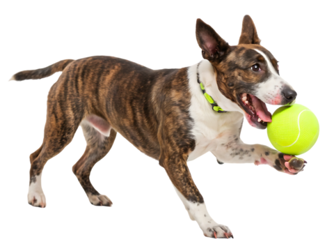 Excited dog playing with a tennis ball white background, isolated on transparent background
