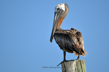 A juvenile brown pelican losing its velvet brown feathers on its neck.  The pelican seen from the back, its head facing left, is perched on a pole against a clear blue sky at Ponce Inlet Beach in FL 