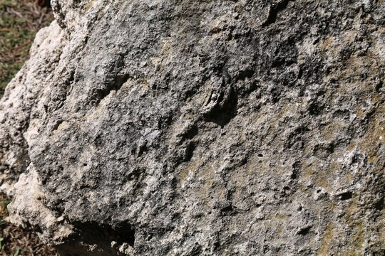 Oolitic limestone rock in Spain. Sedimentary rock from Messinian age of upper Miocene geological epoch in Neogene in Earth.