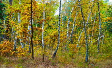closeup calm autumn forest glade, heap of red tree seasonal scene