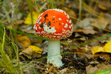 closeup red flyagaric mushroom growth in grass among autumn forest glade