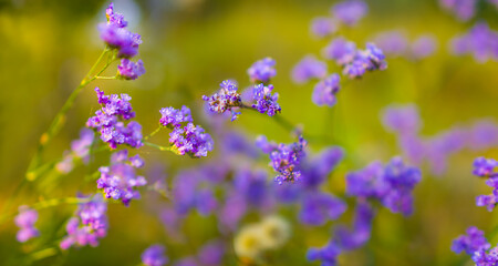 closeup heap of wild dry flowers in green prairie grass, beautiful natural background