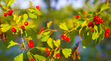 closeup red hawthorn bush in autumn forest, beautiful seasonal natural background