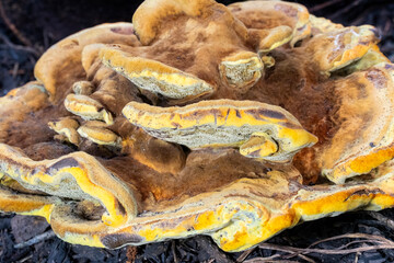 Closeup of a Phaeolus Schweinitzii Fungal Plant