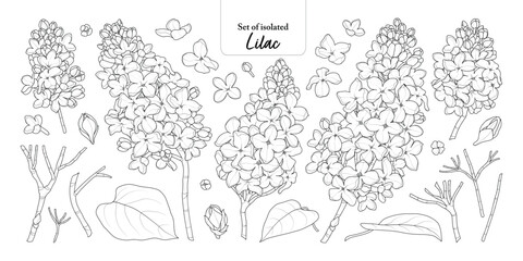 Lilac flower branches set isolated on transparent background, Botanical illustration in black outline and white plain hand-drawn style.