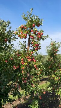 Rows of abundant apple trees, each adorned with countless ruby-red fruits, capturing the essence of a successful harvest season and organic farming practices.Apple orchard.