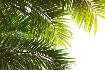 Fototapeta premium Close-up of vibrant palm fronds against a white background. Lush green leaves radiate from the center, creating a tropical feel. Sunlight highlights the fronds' texture