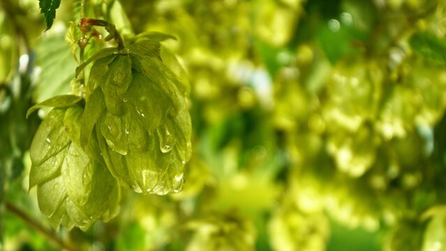 Hop plants detail macro, extreme closeup, natural condition. Beer production ingredients simple concept, nobody. Harvest concept.
