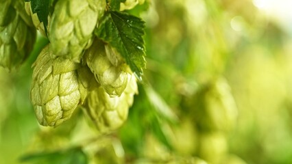 Hop plants detail macro, extreme closeup, natural condition. Beer production ingredients simple concept, nobody. Harvest concept.
