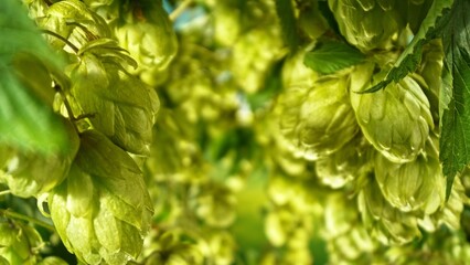 Hop plants detail macro, extreme closeup, natural condition. Beer production ingredients simple concept, nobody. Harvest concept.