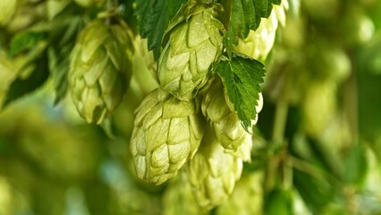 Hop plants detail macro, extreme closeup, natural condition. Beer production ingredients simple concept, nobody. Harvest concept.