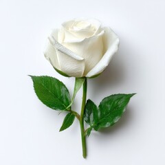 Single, pristine white rose on white background