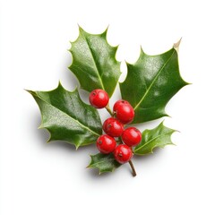 Close-up of holly sprig with vibrant green leaves and bright red berries