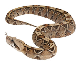 Gaboon Viper close up with forked tongue white background, isolated on transparent background
