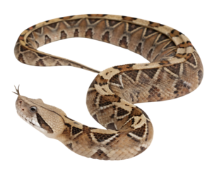 Gaboon Viper close up with forked tongue white background, isolated on transparent background