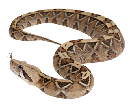 Gaboon Viper close up with forked tongue white background, isolated on transparent background