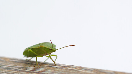 Close-up of a green shield bug (Palomena prasina), family Pentatomidae on wooden surface against white background. Macro photo of European shield bug