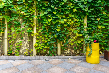 Green hydrangeas in pots in front of building with large windows, restaurant garden, decorative...