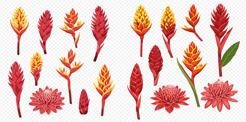 A vibrant collection of tropical ginger and heliconia flowers in various shades of red, orange, and yellow, presented as botanical illustrations.
