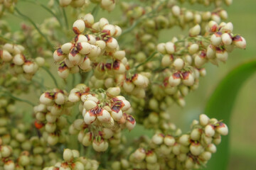 Close up of sorghum seeds in the rice fields.Materials for making bioethanol, Concept of agricultural industry
