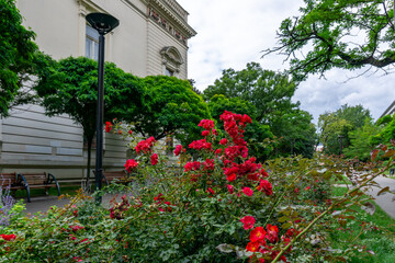 Flowerbed with red roses in city park, benches, lamppost, and historic building in the center of Łódź.