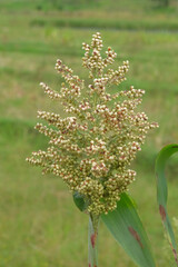 Close up of sorghum seeds in the rice fields.Materials for making bioethanol, Concept of agricultural industry