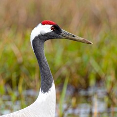 Fototapeta premium Crane portrait, detailed profile