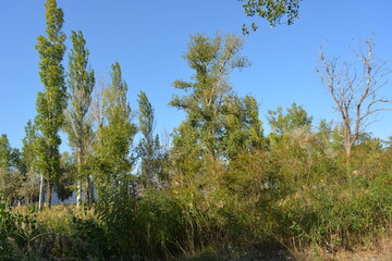 Beautiful, bright nature, colorful landscape near the river Samara, Ukraine. Blue sky with green old tall deciduous trees, green bushes of tall reeds with golden seeds growing near the river.