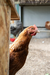 Curious hen in rustic coop: brown chicken observes barnyard surroundings