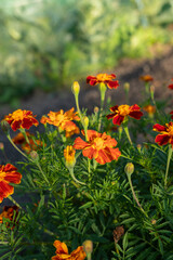 Vibrant orange marigold flowers blooming in lush green garden setting