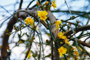 Spring, Blossom, Zen