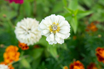 White zinnia flower blooming in a vibrant garden with orange marigolds