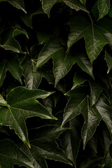 green leaves background