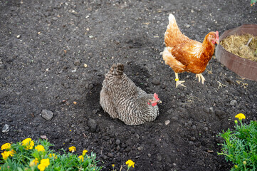 Two chickens foraging in garden with fresh soil and bright yellow flowers