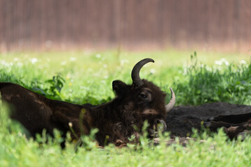 żubr leżący w trawie w puszczy białowieskiej w rezerwacie