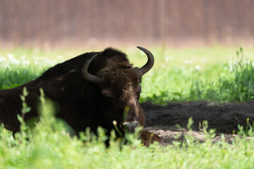 żubr leżący w trawie w puszczy białowieskiej w rezerwacie
