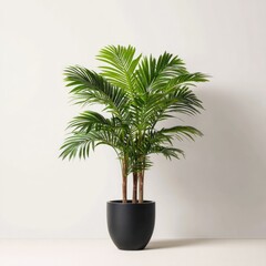 Obraz premium Full shot of a?tropical palm tree in a dark gray planter